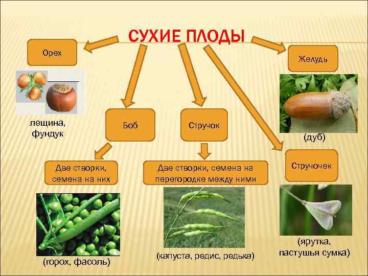 СУХИЕ ПЛОДЫ Орех лещина, фундук Две створки, семена на них (горох, фасоль) Желудь Боб