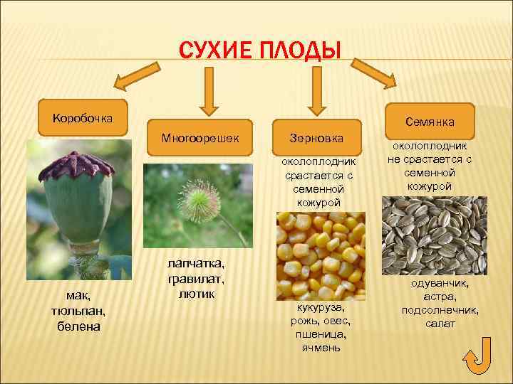 СУХИЕ ПЛОДЫ Коробочка Семянка Многоорешек Зерновка околоплодник срастается с семенной кожурой мак, тюльпан, белена