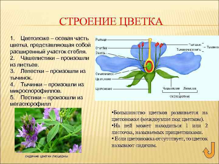 СТРОЕНИЕ ЦВЕТКА 1. Цветоложе – осевая часть цветка, представляющая собой расширенный участок стебля. 2.