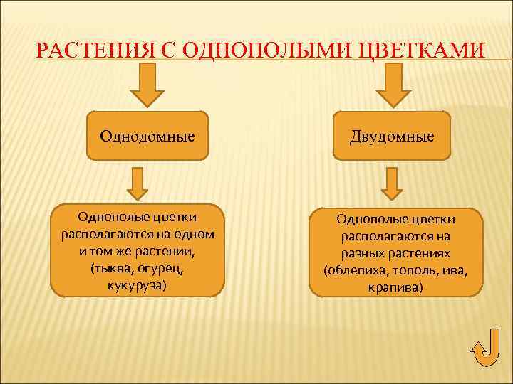 РАСТЕНИЯ С ОДНОПОЛЫМИ ЦВЕТКАМИ Однодомные Однополые цветки располагаются на одном и том же растении,