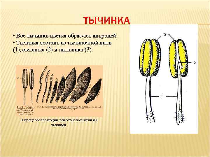 ТЫЧИНКА • Все тычинки цветка образуют андроцей. • Тычинка состоит из тычиночной нити (1),