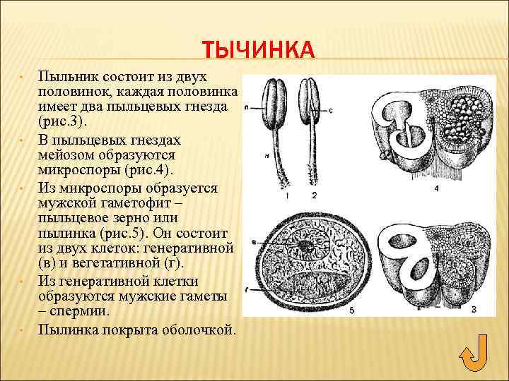 ТЫЧИНКА • • • Пыльник состоит из двух половинок, каждая половинка имеет два пыльцевых