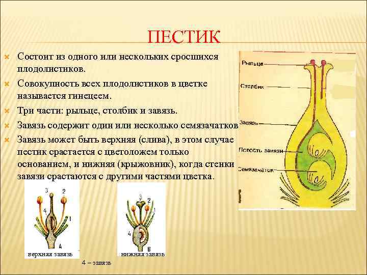 ПЕСТИК Состоит из одного или нескольких сросшихся плодолистиков. Совокупность всех плодолистиков в цветке называется