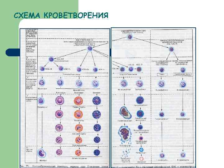 Какой класс схемы кроветворения содержит унипотентные клетки