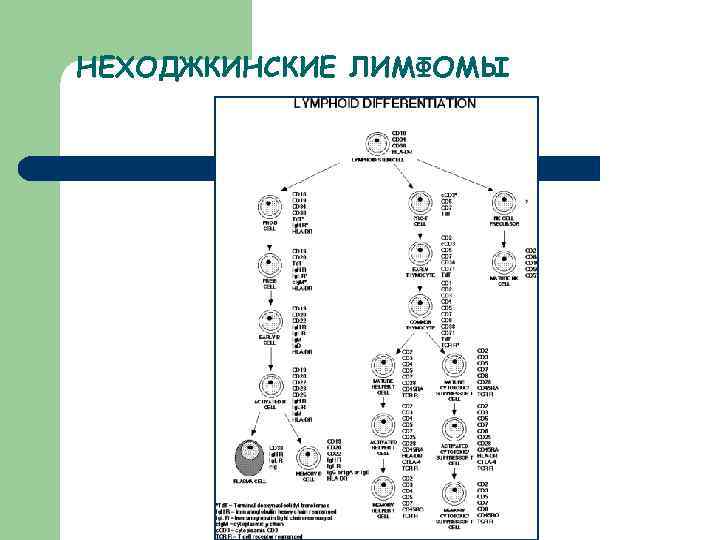 Неходжкинская лимфома презентация