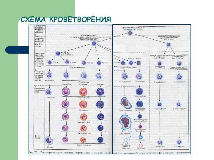 СХЕМА КРОВЕТВОРЕНИЯ 