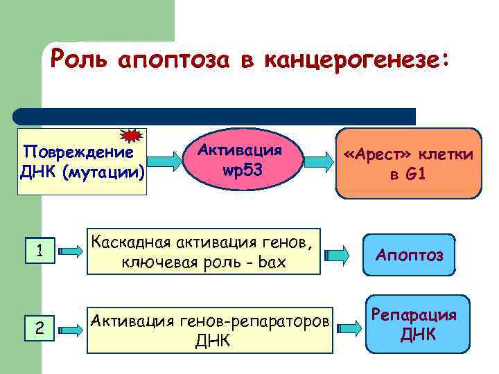 Роль апоптоза в канцерогенезе: Повреждение ДНК (мутации) Активация wр53 «Арест» клетки в G 1