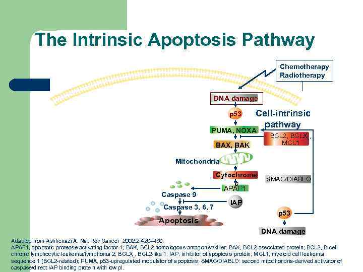 The Intrinsic Apoptosis Pathway Chemotherapy Radiotherapy DNA damage p 53 Cell-intrinsic pathway PUMA, NOXA