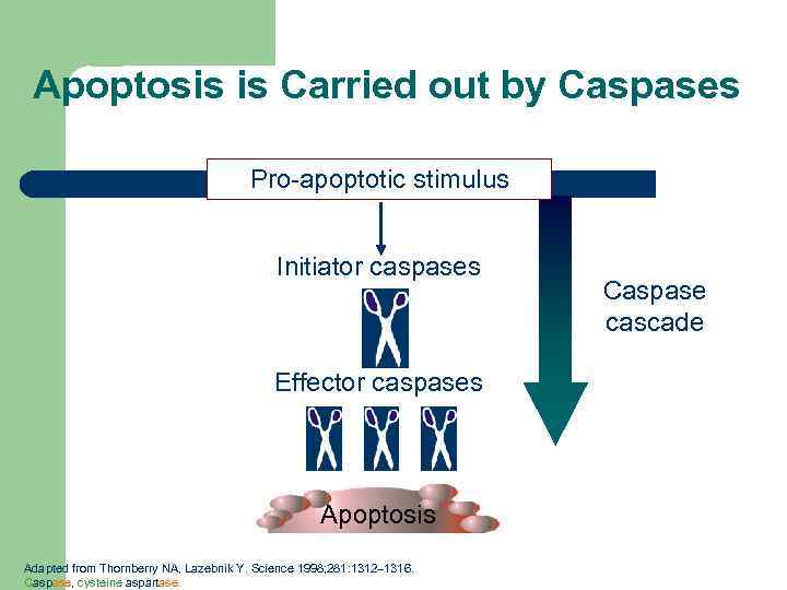 Apoptosis is Carried out by Caspases Pro-apoptotic stimulus Initiator caspases Effector caspases Apoptosis Adapted