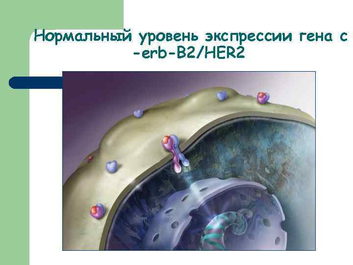 Нормальный уровень экспрессии гена c -erb-B 2/HER 2 