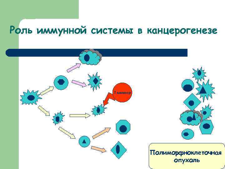 Роль иммунной системы в канцерогенезе Т-киллер Полиморфноклеточная опухоль 