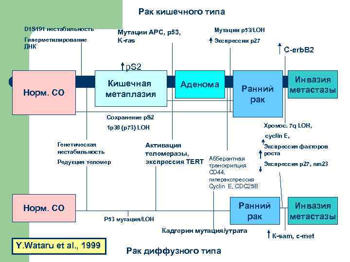 Рак кишечного типа D 1 S 191 нестабильность Мутации APC, p 53, K-ras Гиперметилирование