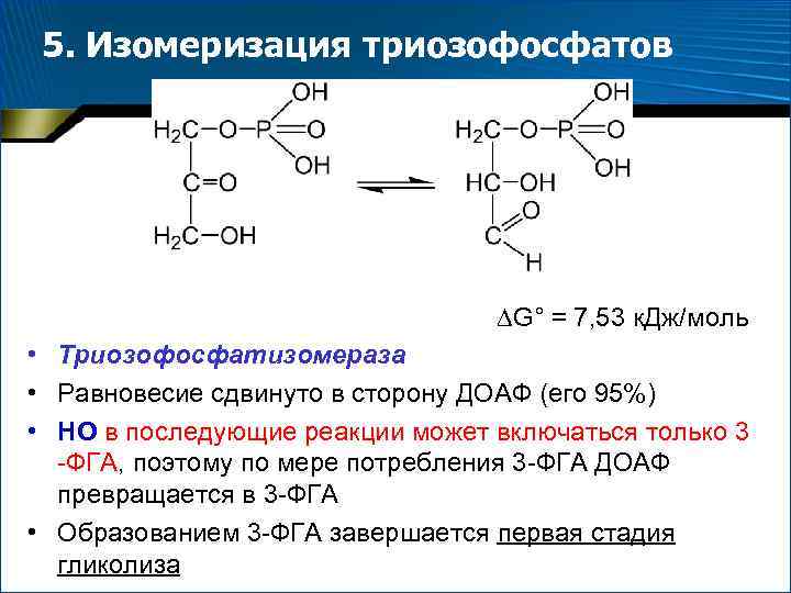 5. Изомеризация триозофосфатов G° = 7, 53 к. Дж/моль • Триозофосфатизомераза • Равновесие сдвинуто