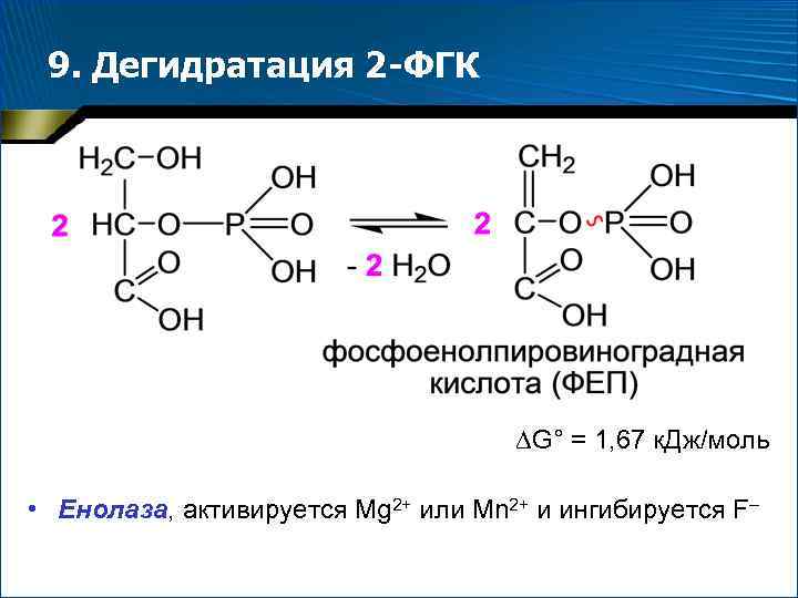 9. Дегидратация 2 -ФГК G° = 1, 67 к. Дж/моль • Енолаза, активируется Mg