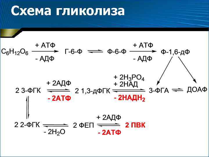 Схема гликолиза 