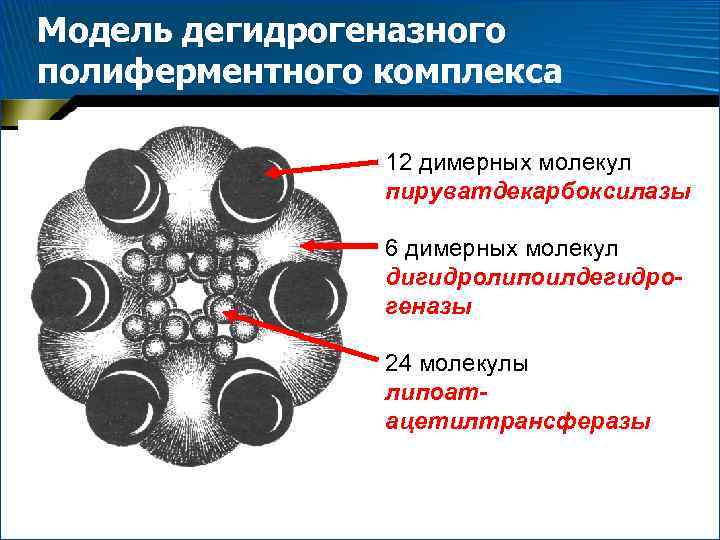 Модель дегидрогеназного полиферментного комплекса 12 димерных молекул пируватдекарбоксилазы 6 димерных молекул дигидролипоилдегидрогеназы 24 молекулы