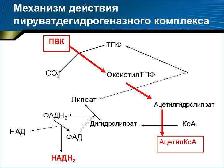 Механизм действия пируватдегидрогеназного комплекса ПВК ТПФ СО 2 Оксиэтил. ТПФ Липоат ФАДН 2 НАД