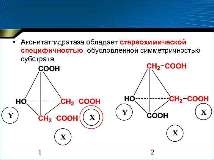  • Аконитатгидратаза обладает стереохимической специфичностью, обусловленной симметричностью субстрата 