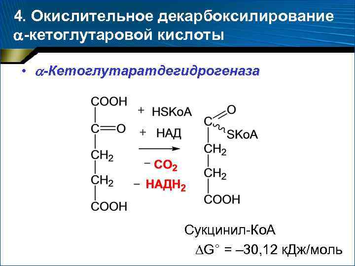 4. Окислительное декарбоксилирование -кетоглутаровой кислоты • -Кетоглутаратдегидрогеназа Сукцинил-Ко. А G° = – 30, 12