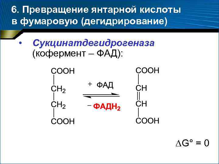 6. Превращение янтарной кислоты в фумаровую (дегидрирование) • Сукцинатдегидрогеназа (кофермент – ФАД): G° =