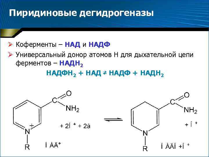 Над зависимые. Структура пиридиновых и флавиновых дегидрогеназ. Пиридиновые коферменты. Структура пиридиновых дегидрогеназ. НАДН И НАДФН.