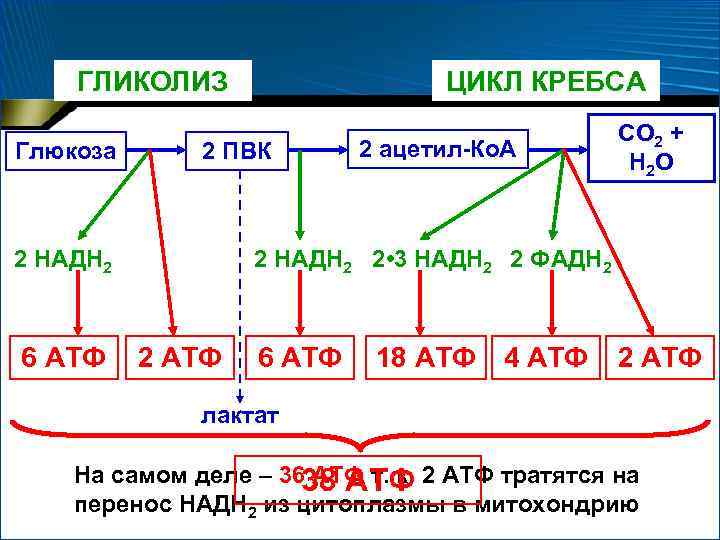 ГЛИКОЛИЗ Глюкоза 2 ПВК 2 НАДН 2 6 АТФ ЦИКЛ КРЕБСА 2 ацетил-Ко. А