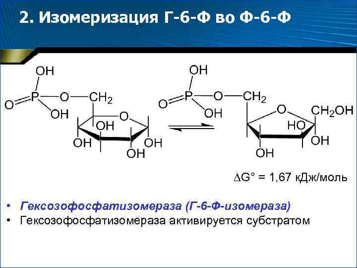 2. Изомеризация Г-6 -Ф во Ф-6 -Ф G° = 1, 67 к. Дж/моль •