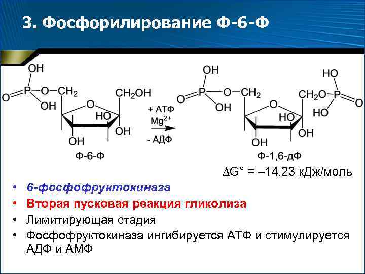 3. Фосфорилирование Ф-6 -Ф G° = – 14, 23 к. Дж/моль • • 6