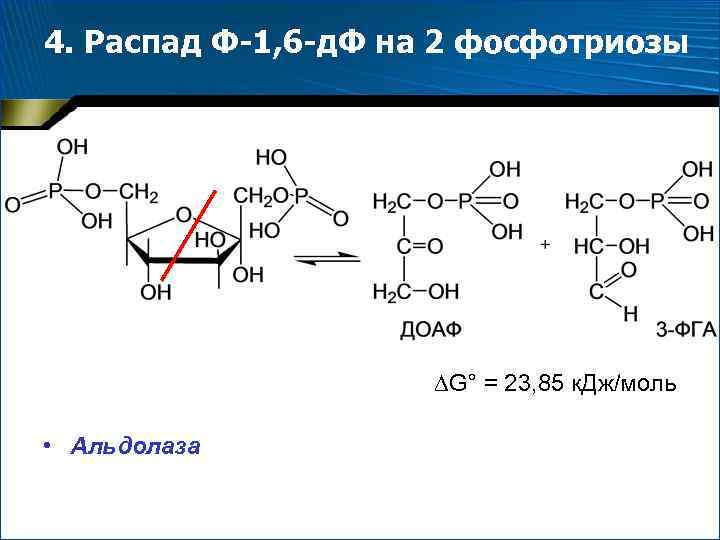 4. Распад Ф-1, 6 -д. Ф на 2 фосфотриозы G° = 23, 85 к.