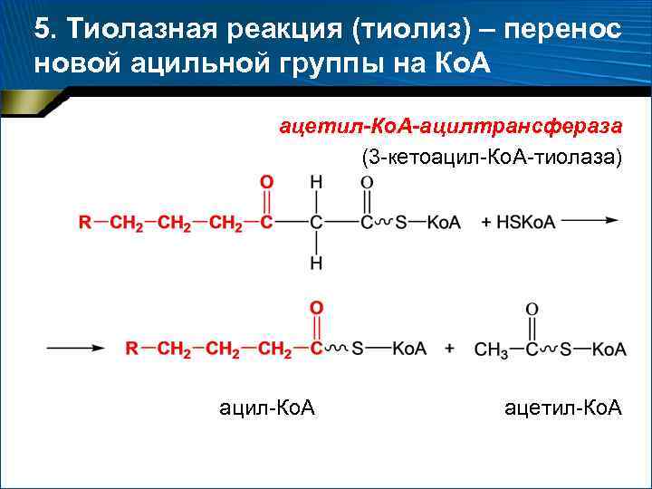 5. Тиолазная реакция (тиолиз) – перенос новой ацильной группы на Ко. А ацетил-Ко. А-ацилтрансфераза