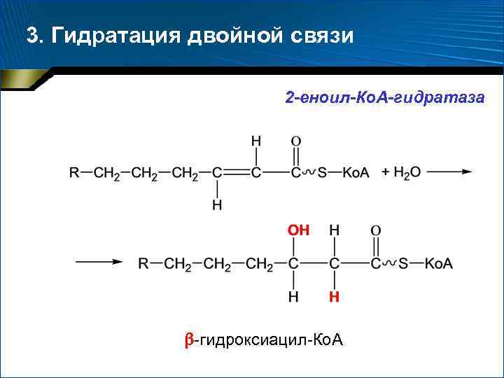 3. Гидратация двойной связи 2 -еноил-Ко. А-гидратаза -гидроксиацил-Ко. А 
