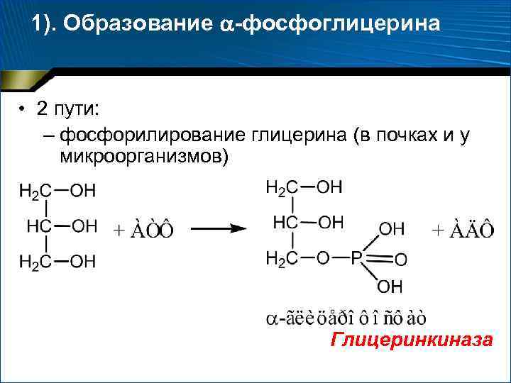 1). Образование -фосфоглицерина • 2 пути: – фосфорилирование глицерина (в почках и у микроорганизмов)