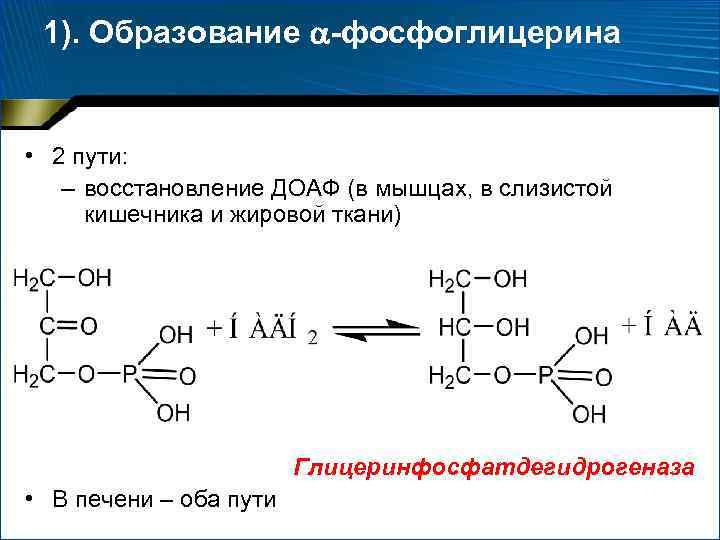 1). Образование -фосфоглицерина • 2 пути: – восстановление ДОАФ (в мышцах, в слизистой кишечника