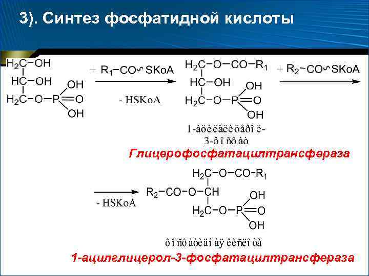 3). Синтез фосфатидной кислоты Глицерофосфатацилтрансфераза 1 -ацилглицерол-3 -фосфатацилтрансфераза 