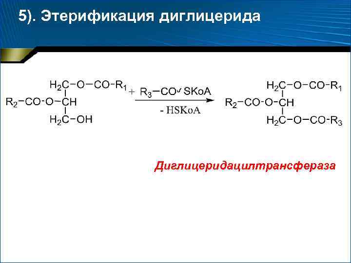 5). Этерификация диглицерида Диглицеридацилтрансфераза 