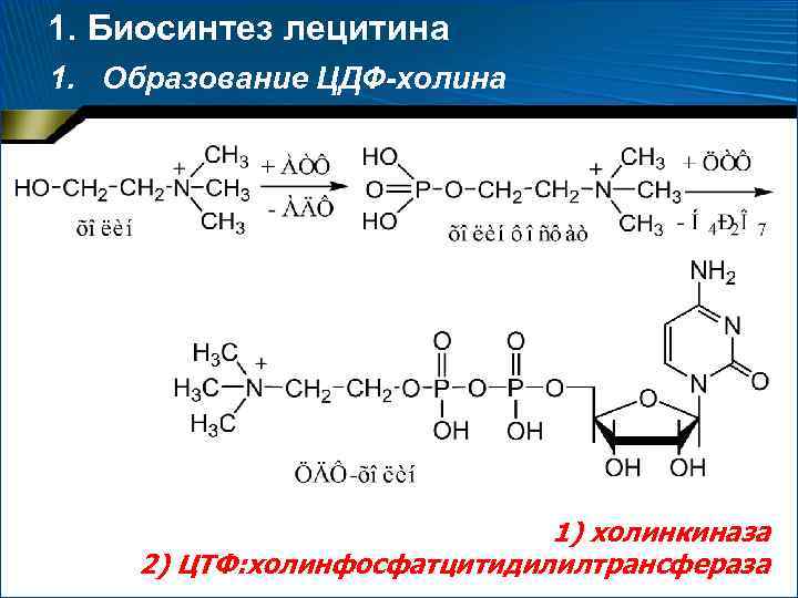 1. Биосинтез лецитина 1. Образование ЦДФ-холина 1) холинкиназа 2) ЦТФ: холинфосфатцитидилилтрансфераза 