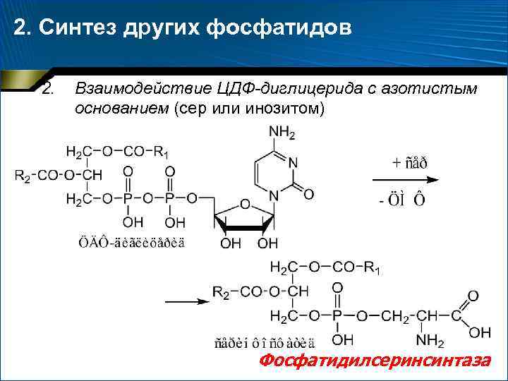 2. Синтез других фосфатидов 2. Взаимодействие ЦДФ-диглицерида с азотистым основанием (сер или инозитом) Фосфатидилсеринсинтаза