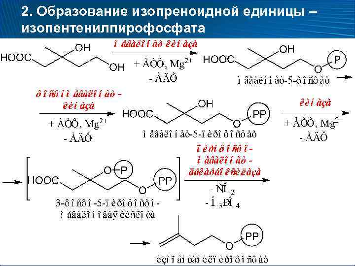 2. Образование изопреноидной единицы – изопентенилпирофосфата 