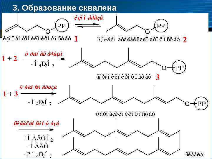 3. Образование сквалена 