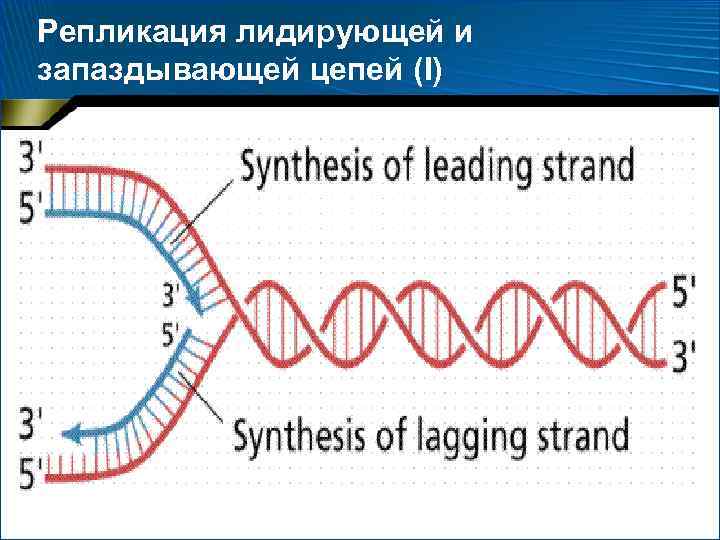 Репликация лидирующей и запаздывающей цепей (I) 