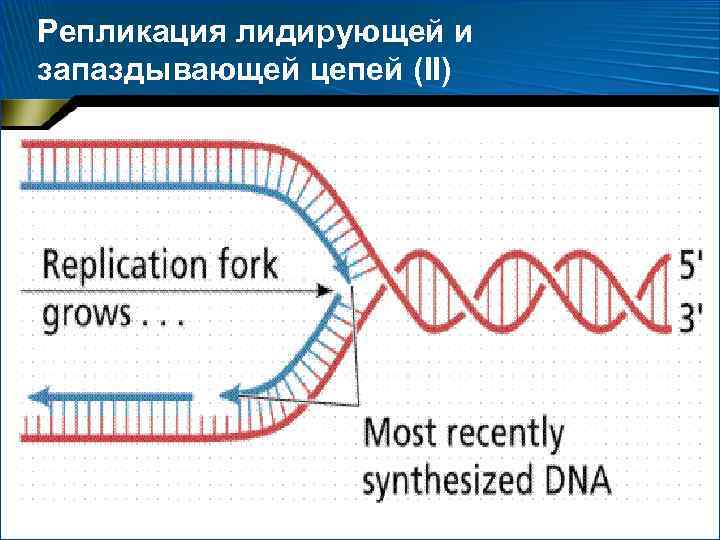 Репликация лидирующей и запаздывающей цепей (II) 