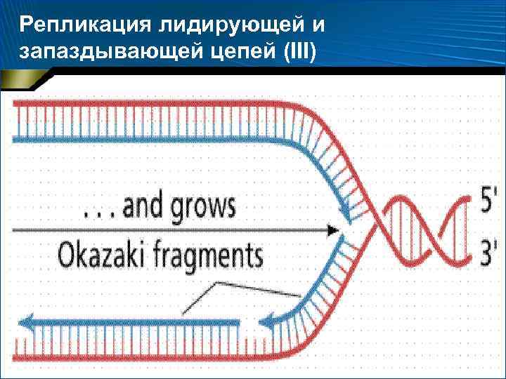 Репликация лидирующей и запаздывающей цепей (III) 