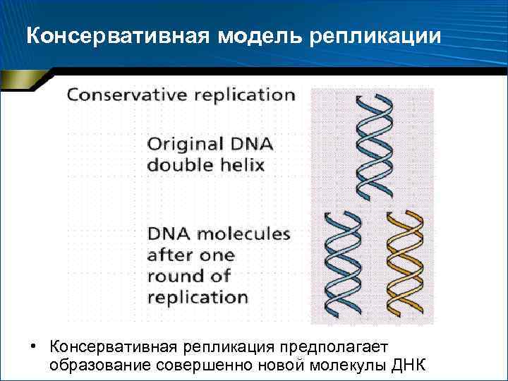 Консервативная модель репликации • Консервативная репликация предполагает образование совершенно новой молекулы ДНК 