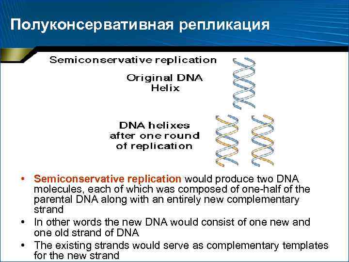 Полуконсервативная репликация • Semiconservative replication would produce two DNA molecules, each of which was