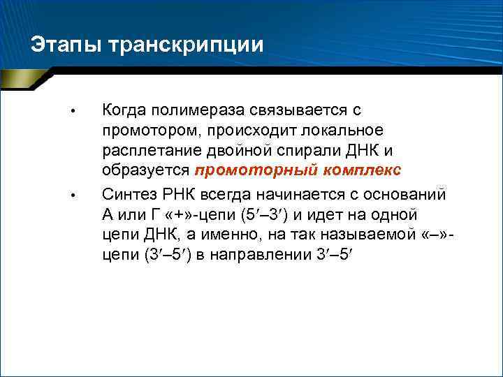 Этапы транскрипции • • Когда полимераза связывается с промотором, происходит локальное расплетание двойной спирали