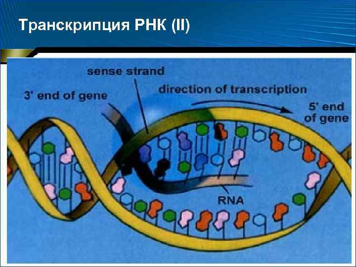 Транскрипция РНК (II) 