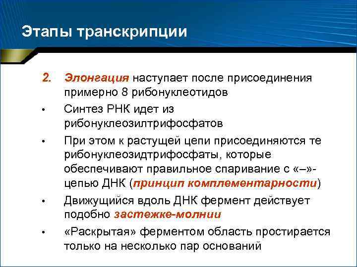 Этапы транскрипции 2. • • Элонгация наступает после присоединения примерно 8 рибонуклеотидов Синтез РНК