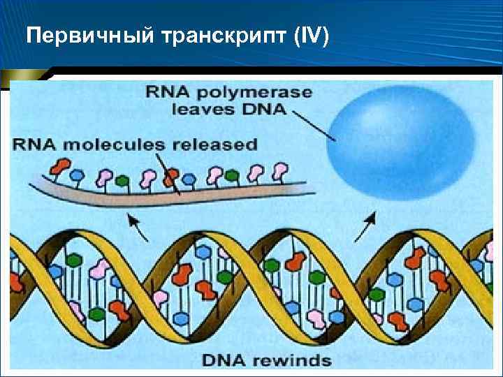 Первичный транскрипт (IV) 