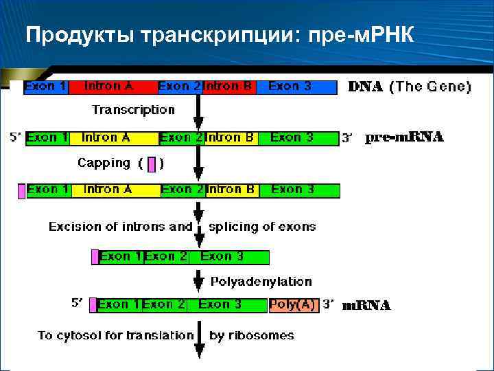 Продукты транскрипции: пре-м. РНК 