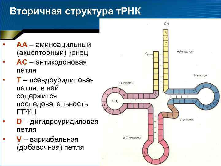 Вторичная рнк. Первичная структура ТРНК схема. Структура и функции ТРНК. Схема ТРНК стабилизирующая петля. Строение транспортной РНК биохимия.